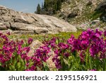 Small photo of Parry's Primrose Wildflowers Blooming near Avalanche Divide in Grand Tetons