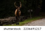 Small bull elk stands at the...