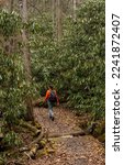 Speedy Hiker Passing Through Rhododendron Forest in Great Smoky Mountains National PArk