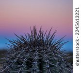 Sunset Skies Fade Behind Cactus ...
