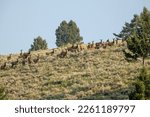 Herd Of Elk Stand At Attention after hearing threatening sound along the Rescue Creek Trail
