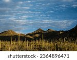 Evening Sun Highlights A Field Of Saguaro With Hill Side Falling Into Shade in Saguaro National Park