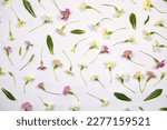 Natural spring wildflowers with green leaves flat lay on white background. Spring floral pattern, delicate primrose flowers, mother day, easter, wedding background.