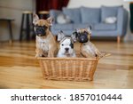 French Bulldog Puppies Sitting...