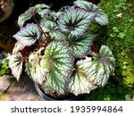 A Begonia Rex Plant In The...
