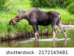 Small photo of Moose walks on the river and eats grass. Moose in nature