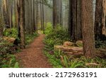 A path in a pine forest. forest ...