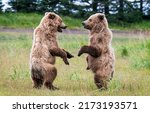 Two little bears decided to...