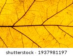 Yellow Leaf Texture  Close Up....