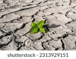 Small photo of Young plants are rebirth and can grow on dry, cracked soil. Shows that there is hope in life and can always start over.