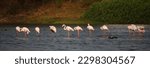 Small photo of flamboyance is a Group or family of Flamingoes. This is flamboyance of greater flamingoes