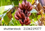 Small photo of Red bananas are a group of varieties of banana with reddish-purple skin. Some are smaller and plumper than the common Cavendish banana, others much larger.