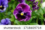 Purple Pansy Flower In The...