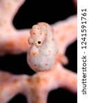 Small photo of Amazing underwater world - Hippocampus denise - Denise's pygmy seahorse. Tulamben, Bali, Indonesia.