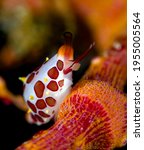 Small photo of Primovula rosewateri is a species of sea snail. The body length of this creature is only 7mm. Underwater macro world of Tulamben, Bali, Indonesia.