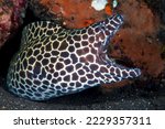 A Giant Honeycomb Moray -Gymnothorax favagineus lives under stones. Sea life of Bali, Indonesia.