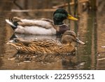Female And Male Ducks Swim In...