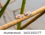 Two Marbled Reed Frogs ...