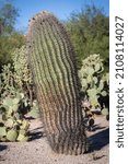 Small photo of Fishhook barrel cactus (Ferocactus wislizeni), Tucson, Arizona, USA