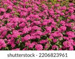 Small photo of Jolt Pink, Carnation (Dianthus) flowers in summer, Montreal, Quebec, Canada