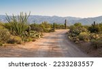 Road through countryside with various cacti (Cactus), Saguaro National Park, Tucson, Arizona, USA