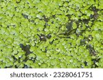 Small photo of Water frog, Green frog (Rana esculenta) hiding in the water between small duckweed (Lemna minor), camouflage, Hesse, Germany