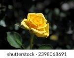Small photo of Floribunda Marianne Mangold, yellow roses