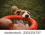 Small photo of Brown Australian Shepherd plays rubber ring tug-of-war with man in summer park. Active and energetic dog holds round red toy with teeth and looks up. Playing with owner, top view from first person.