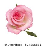 Gentle Pink Rose Isolated On...