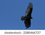 Turkey Vulture Flying....