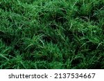 Tuya green background, coniferous tree. green leaves of tuya