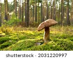 King Pine Bolete In Moss At...