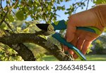 Small photo of Cut branch use branch cutter. Cutting branches on apple tree use Garden pruning shears. Trimming tree branch in rural garden. Pruning tree with clippers on backyard in village. Pruning tools.