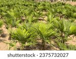 Small photo of Palm farm field in Spain nursery. Small size palm trees plants. Agricultural field with palms. Growing palm trees on a farm. Oil palm nursery. Oil palms seedlings in nursery. Palms field