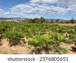 Small photo of Palm farm field in Spain nursery. Small size palm trees plants. Agricultural field with palms. Growing palm trees on a farm. Oil palm nursery. Oil palms seedlings in nursery. Palms field