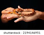 studio shot of a hand holding a corn snake