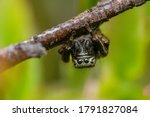 Jumping spider (Salticidae) sitting upside down on a stick. Cute small black spider in its habitat. Insect detailed portrait with soft green background. Wildlife scene from nature. Czech Republic