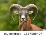 European Mouflon  Ovis Aries...
