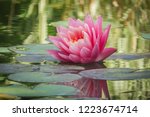 Small photo of Beautiful pink water lily or lotus flower Perry's Orange Sunset. Nymphaea is reflected in the water. Soft blurred background of dark leaves from an old pond. Nature concept for design