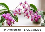 Small photo of Beautiful close-up double color mini orchids Sogo Vivien in right and left and purple mini orchids Brother Pico Sweetheart flowers in middle. Phalaenopsis, Moth Orchid on white background.