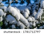 Close-up of white beautiful fir brances covered with white fluffy snow. Real winter in winter garden. Nature concept for magic theme to New Year and Christmas