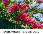 Small photo of Lagerstroemia indica in blossom. Beautiful pink flowers on Сrape myrtle tree on blurred green background. Selective focus. Lyric motif for design.