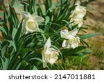 A row of beautiful Trumpet Narcissus Daffodil Mount Hood. Snow-white daffodil flowers on green leaves background. Springtime landscape, fresh wallpaper, nature concept
