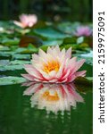 Small photo of Big amazing bright pink water lily, lotus flower Perry's Orange Sunset in the garden pond. Close-up of Nymphaea with water drops reflected in water. Flower landscape for nature wallpaper
