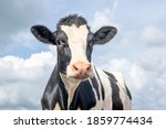Mature cow, black and white gentle surprised look, pink nose, in front of  a blue sky.