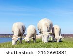 Small photo of Sheep grazing at familydiner, lambkin in a field on top of an embankment a dike of the island Terschelling