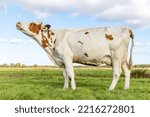 Small photo of Cow does moo with her head uplifted, wailing and heckling, full length side view standing in a green field