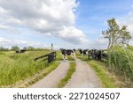 Small photo of A group ows passing cattle grid road, crossing path and gate open in agricultural land, bright green meadow with high sky with clouds in the background and copy space