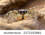 Super macro image of Jumping spider(Salticidae) at high magnification, very sharp and detailed, eye and face very clear.This wildlife spider from asian thailand. Take image with macro equipment.