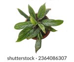 Small photo of Silver queen has attractive, silvery-green, lance shaped leaves. The marbled darker green colour allows this Chinese Evergreen to tolerate shade.
